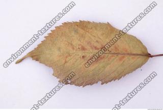 Leaves Dead 0057